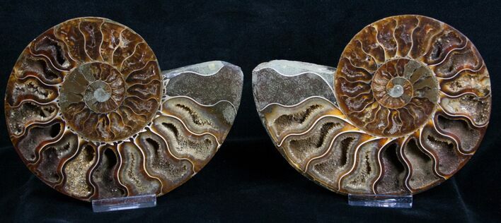 / Inch Split Ammonite Pair #4394
